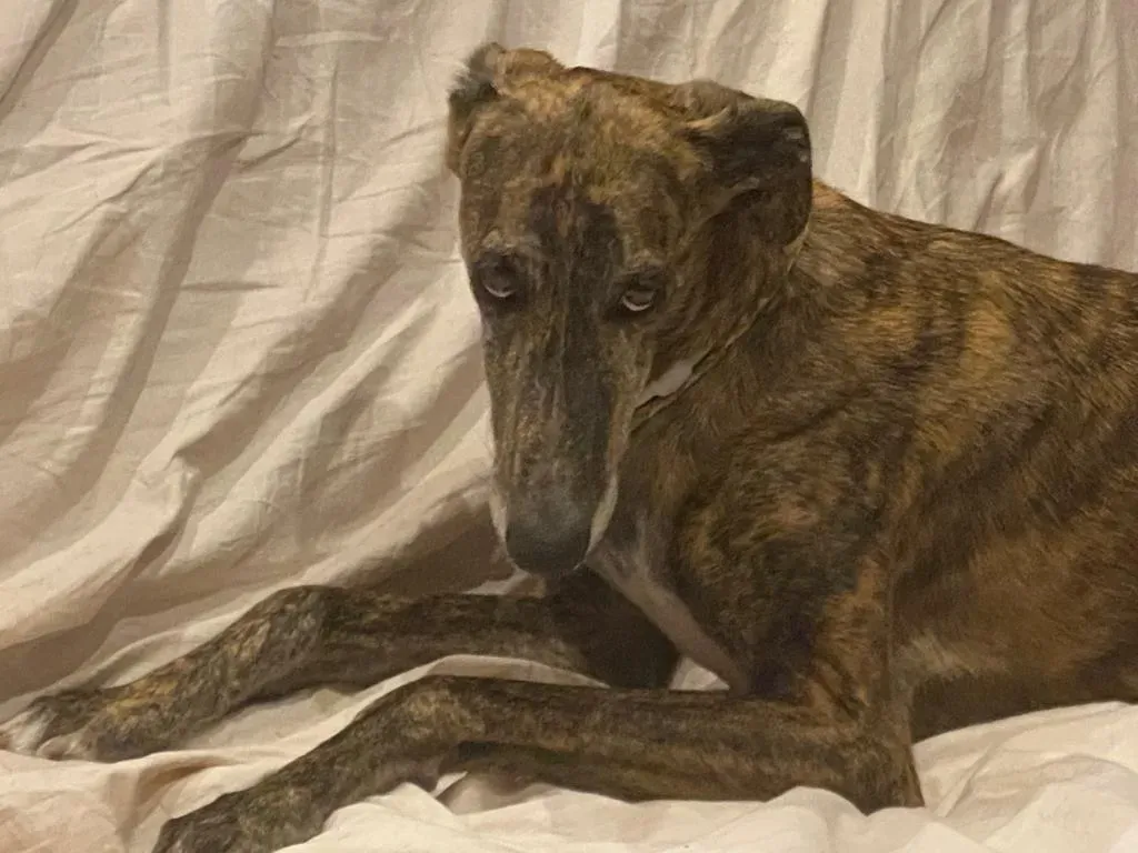 1b8a41da f78d 454b 998d 4a998b25867e