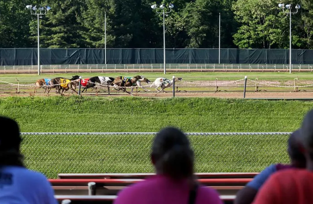 1cb01141 286d 4b06 9ec3 afd6905523e3 greyhound3