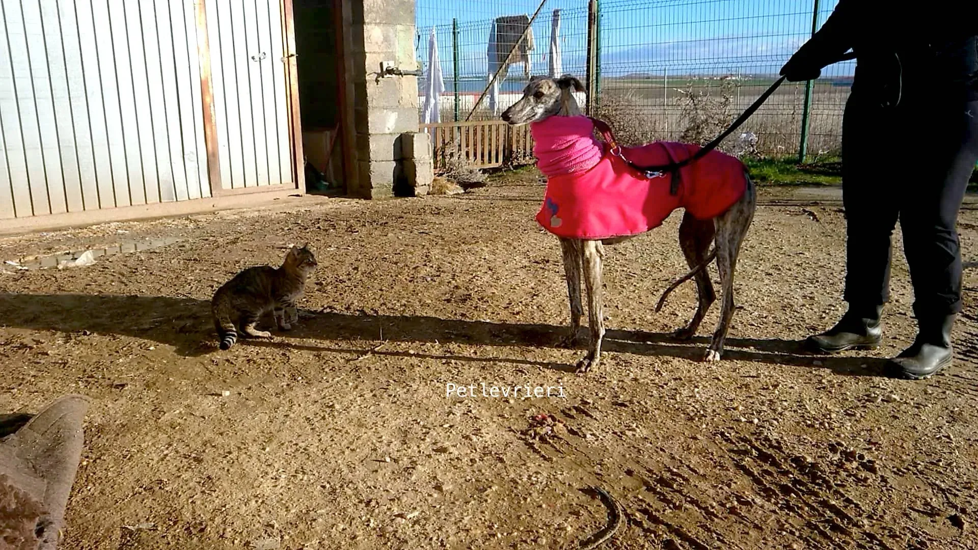 2 felicita galgo adozioni pet levrieri