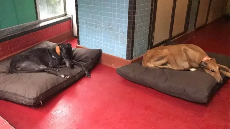 20031896 1946592842296886 6410268775892373919 n