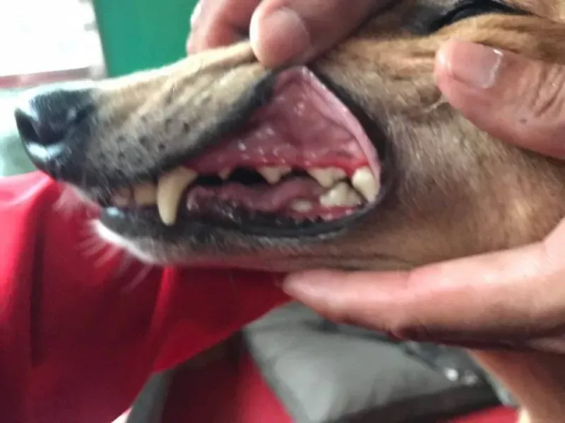 20032108 1946592818963555 4184796645045410749 n