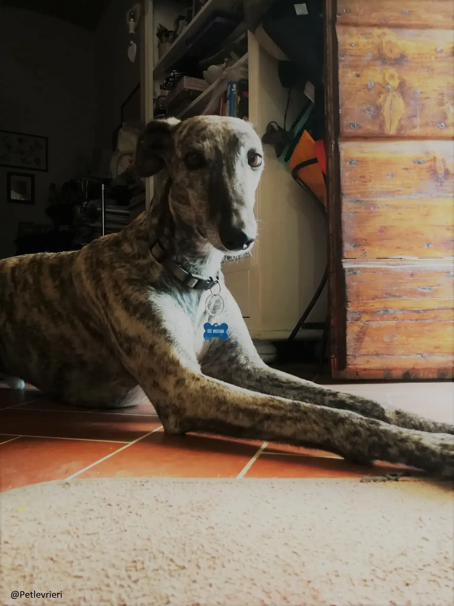 201.Botas Galgo Petlevrieri Petlevrierionlus Foster