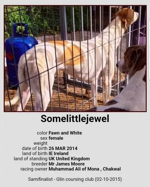 20106690 1386370274804437 5798099843478559112 n