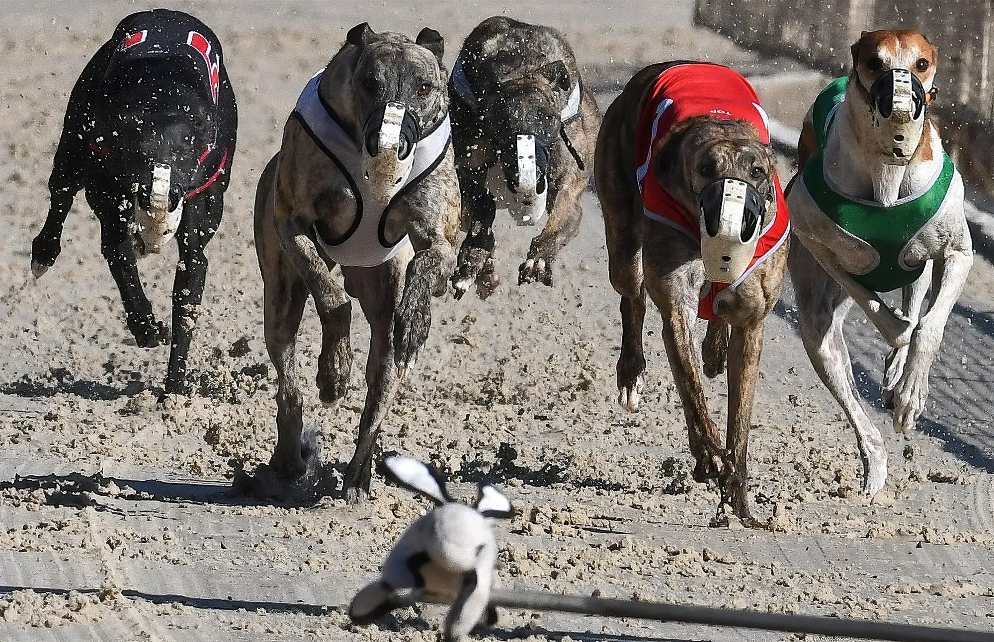 201229 florida derby lane greyhound race ac 1159p 1ef966b8f708dbf93fe1dcef06006e23.fit 2000w