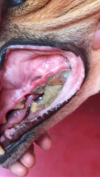 20156128 1946592535630250 851905282430962815 n