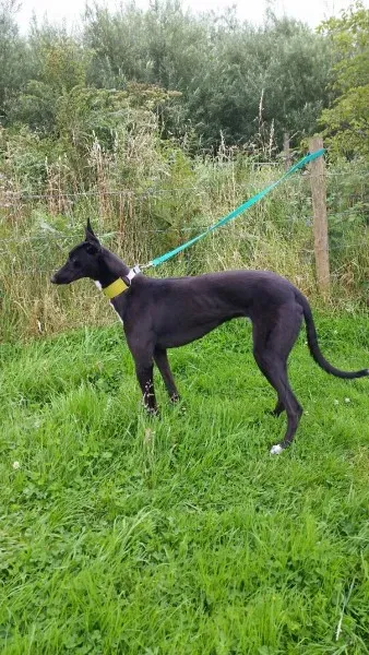 20160730 091351 1469869656329 resized