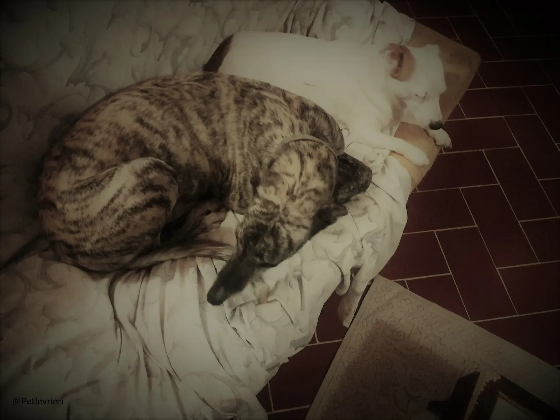 202.Botas Galgo Petlevrieri Petlevrierionlus Foster