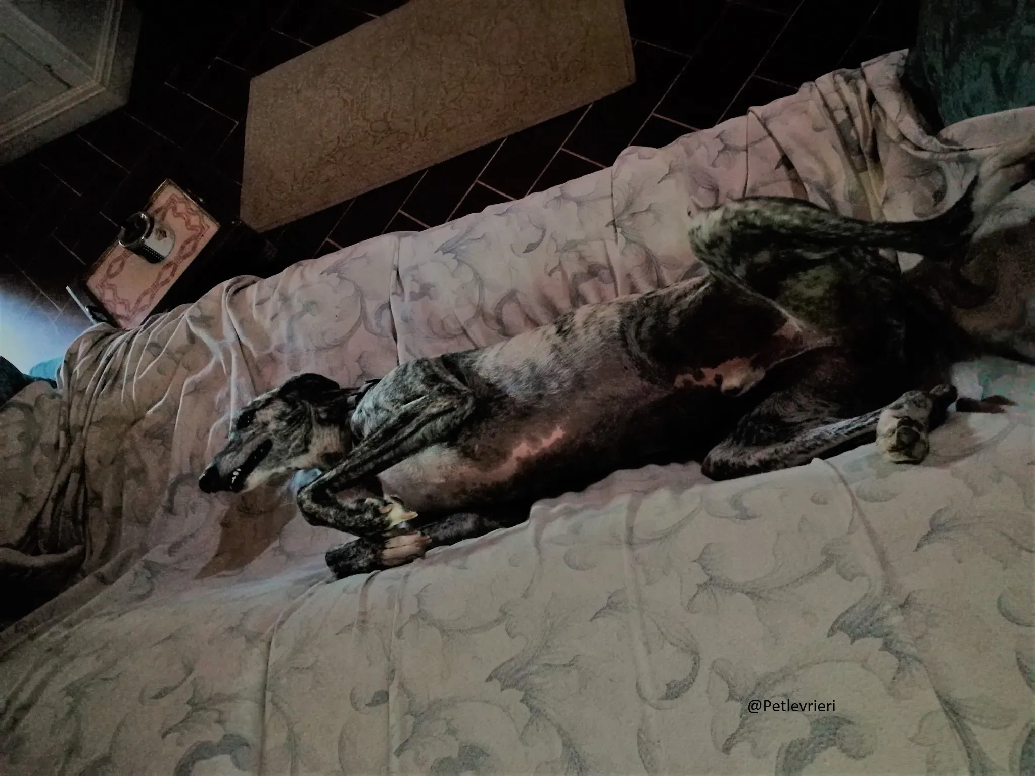 203.Botas Galgo Petlevrieri Petlevrierionlus Foster