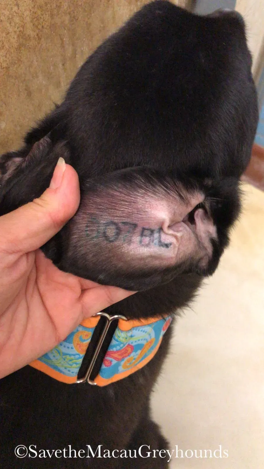 2030 Joaquims ear brand