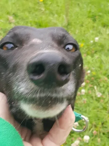 20394645 10212220445079882 1084225669 o