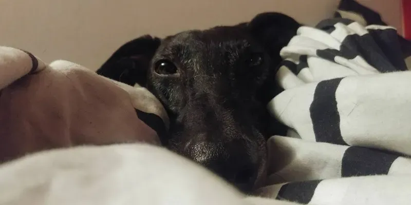 20819264 10213684136607960 8340378660793262475 o