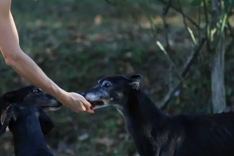 20863532 1489046827853582 4150626285722580586 o