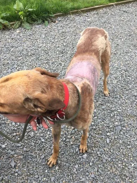 20994038 1812957775388580 3123074642201302236 n