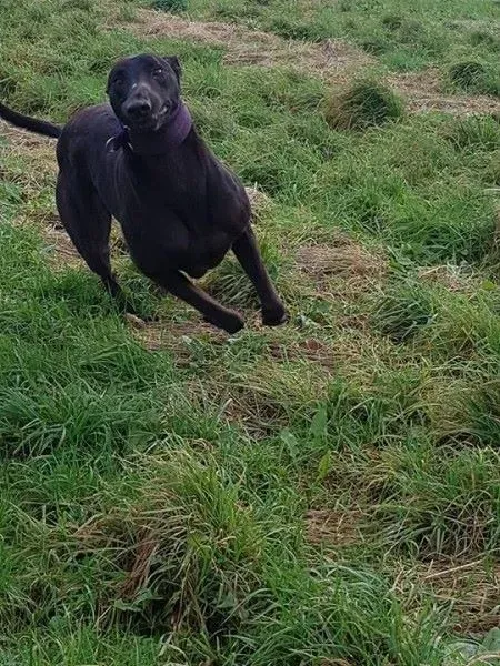 20 Doodle Greyhound rescue petlevrieri petlevrierionlus foster progettofoster