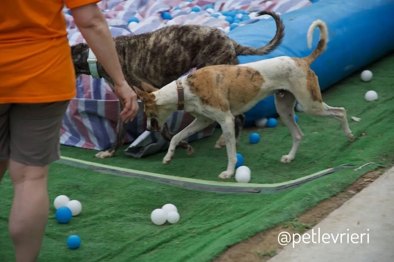 20 Sam whippet petlevrieri petlevrierionlus salvatomercatodellacarne cina maco.JPG