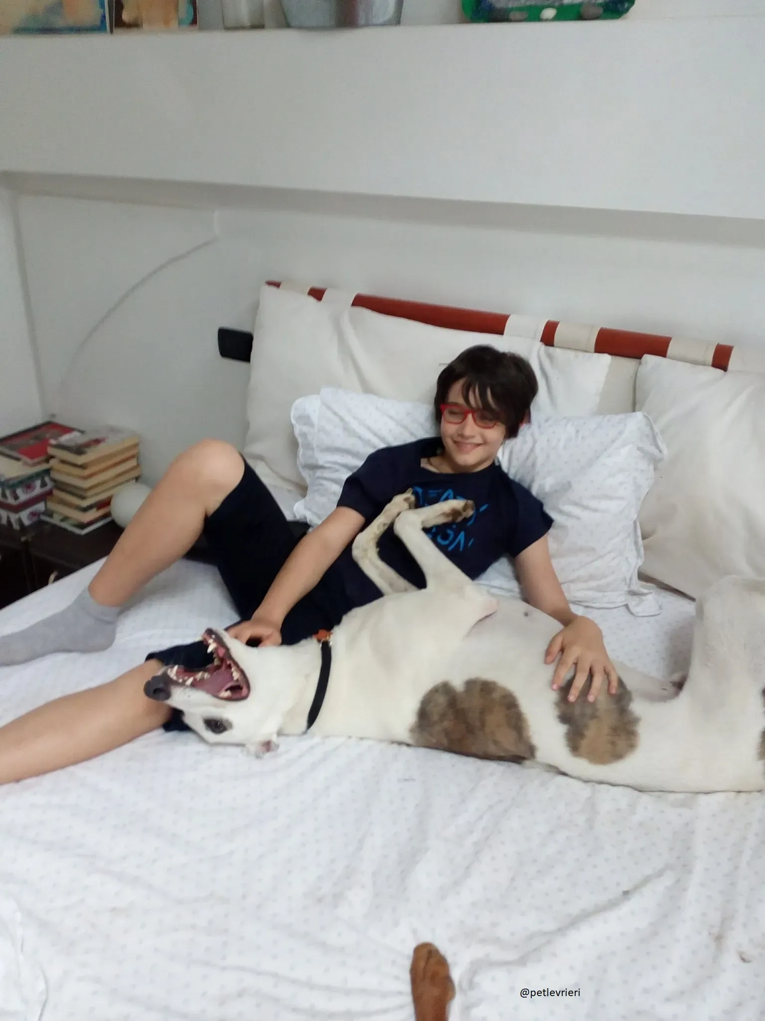 20 Spark Greyhound rescue petlevrieri petlevrierionlus foster progettofoster