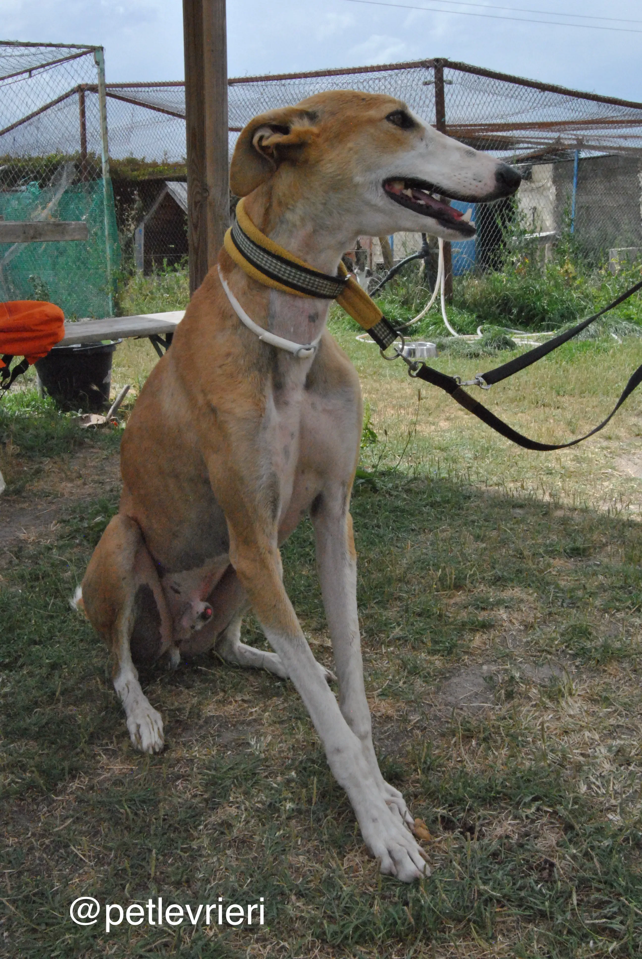 20 bisky adozione levrieri galgo