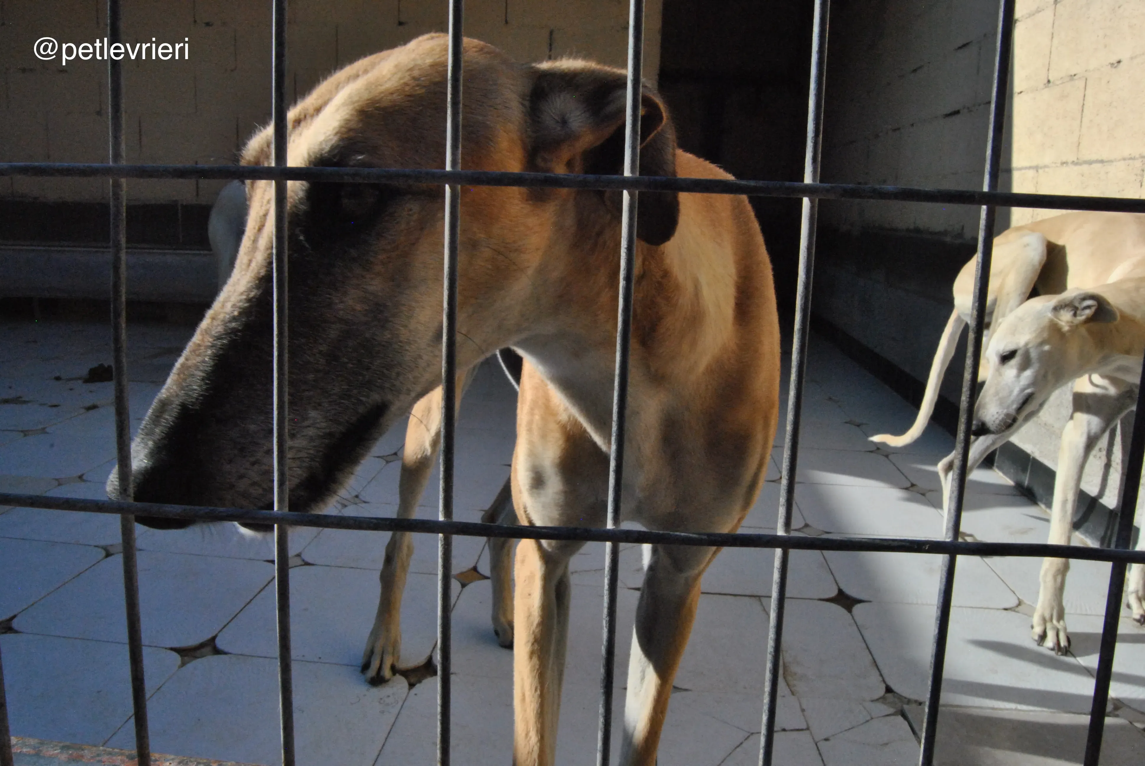 20 cacique adozione galgo quarantena