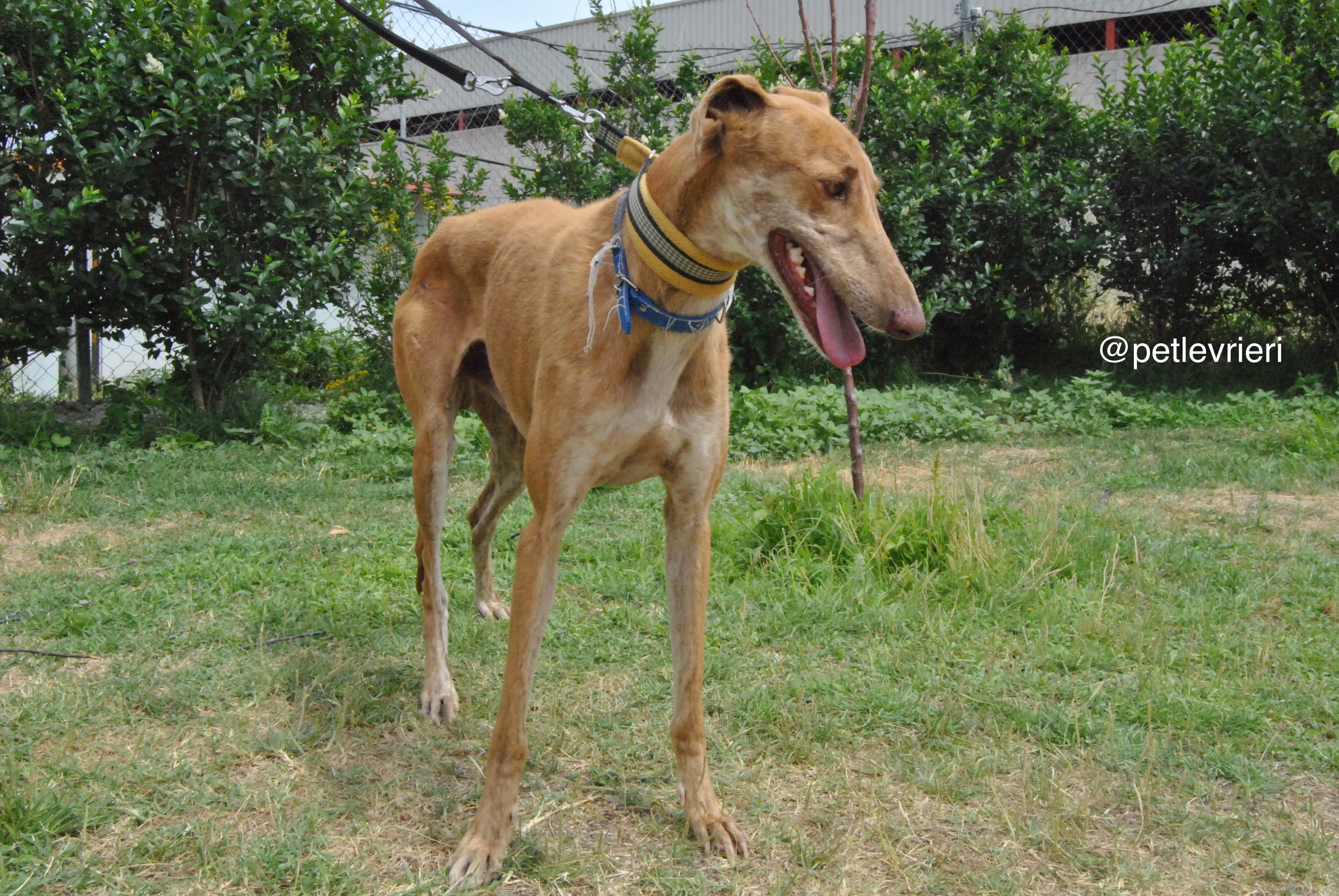 20 dali adozione levrieri galgo