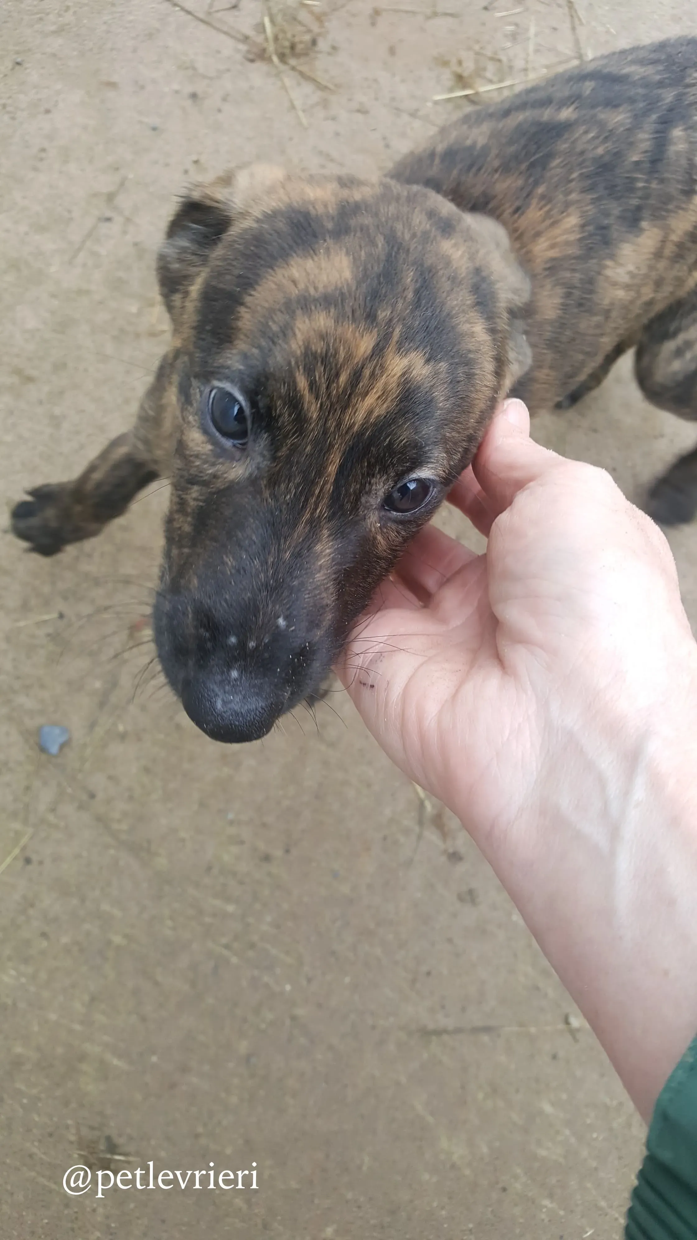 20 puppy adozione greyhound