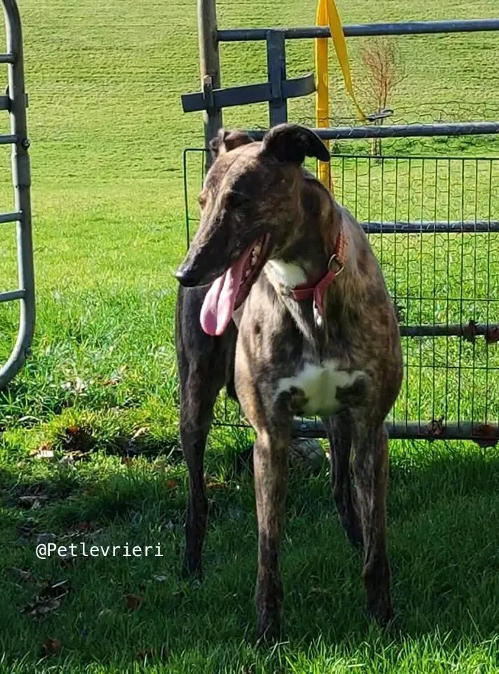 20 rodney adozione levrieri grey