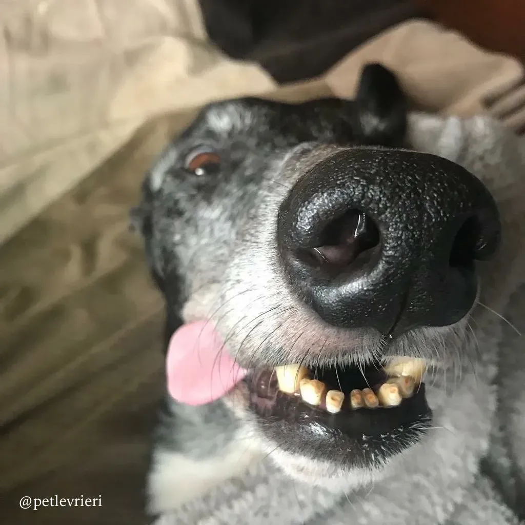 20 sparky adozione greyhound macao