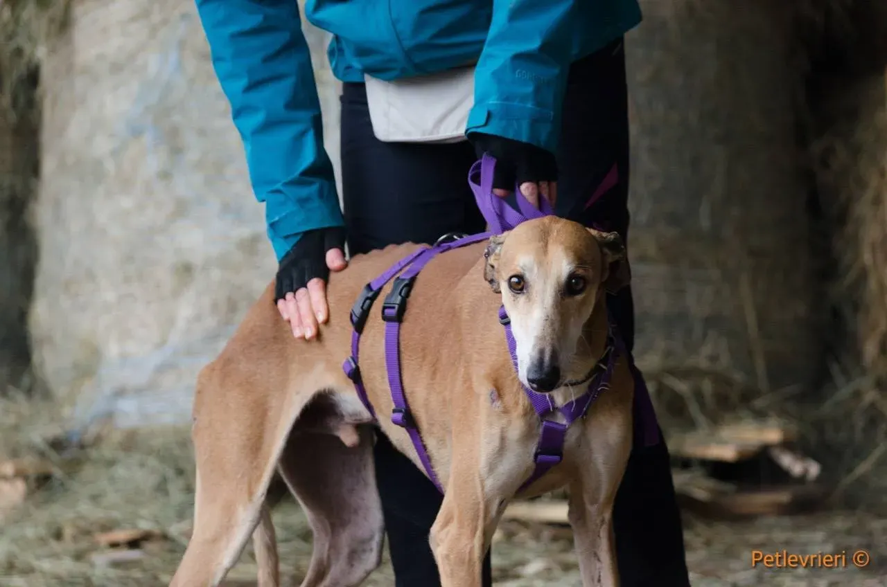 21 Imperio galgo adozione pet levrieri onlus