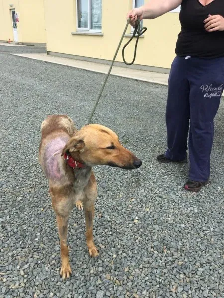 21032571 1812957908721900 1502270512023919276 n