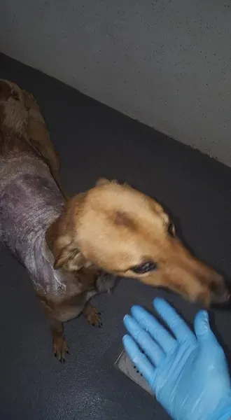 21077639 1813947175289640 6604864211851157464 n