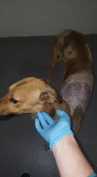 21106728 1813947348622956 6455053488908716783 n