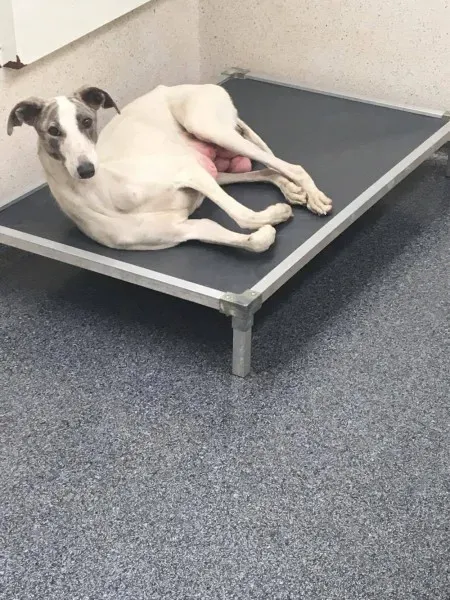 21198528 10154609382045194 78634295 o