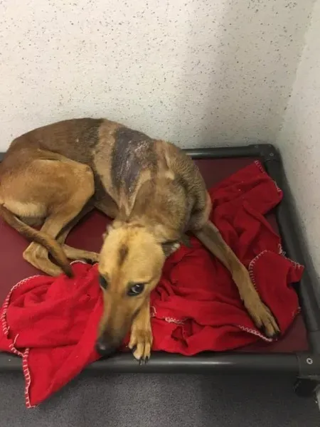 21731345 1838937059457318 6464714196251659922 n