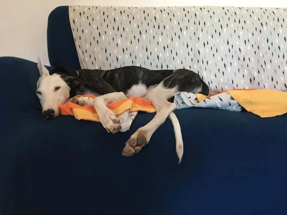 21765150 10210952233621691 6234297110273450495 n