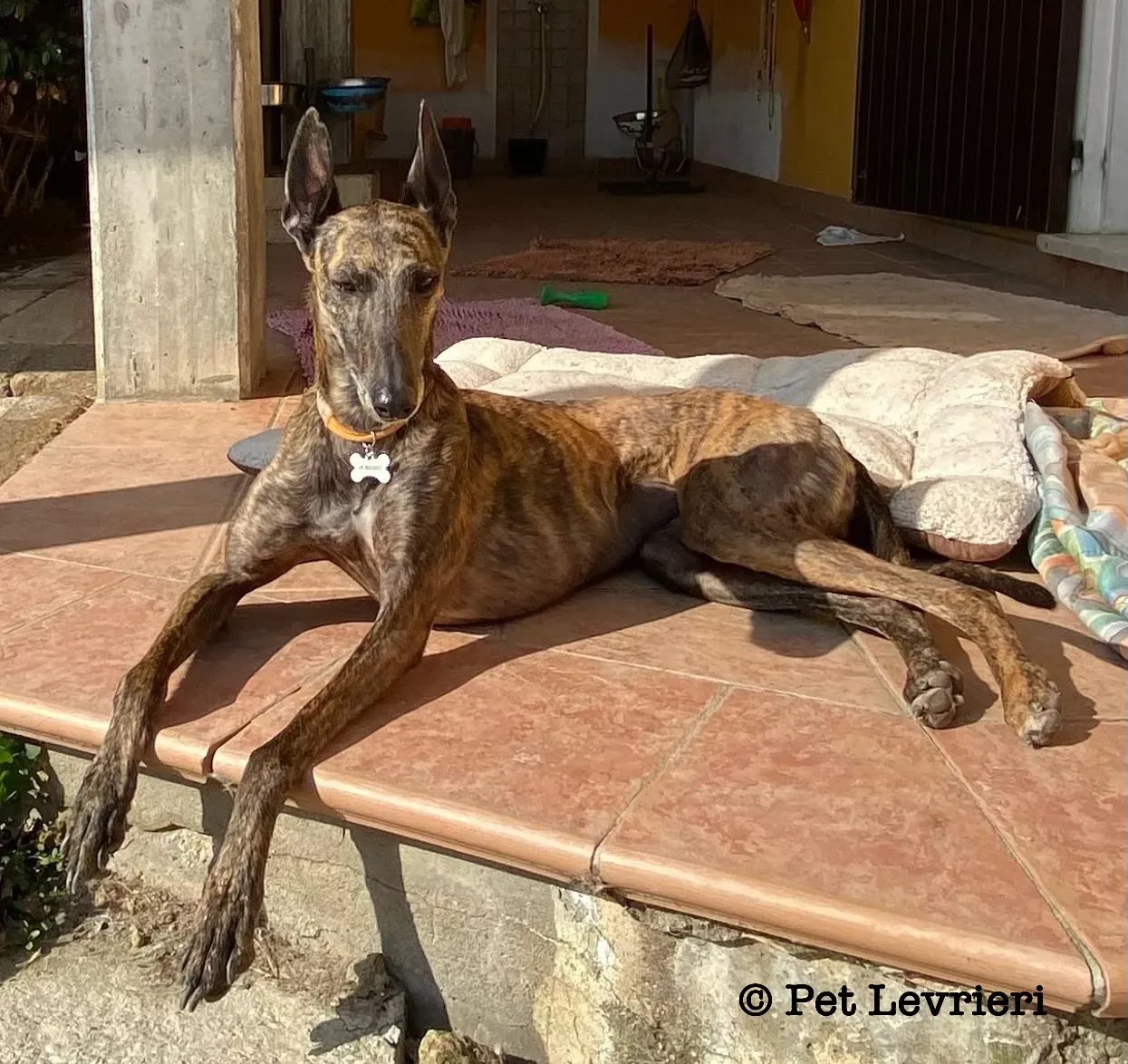 21DC67ED 32EF 466D 9BCF 7AB2E50F3233