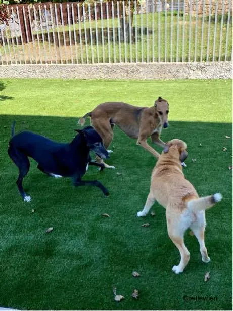 21Stevie lurcher pet levrieri felici casa