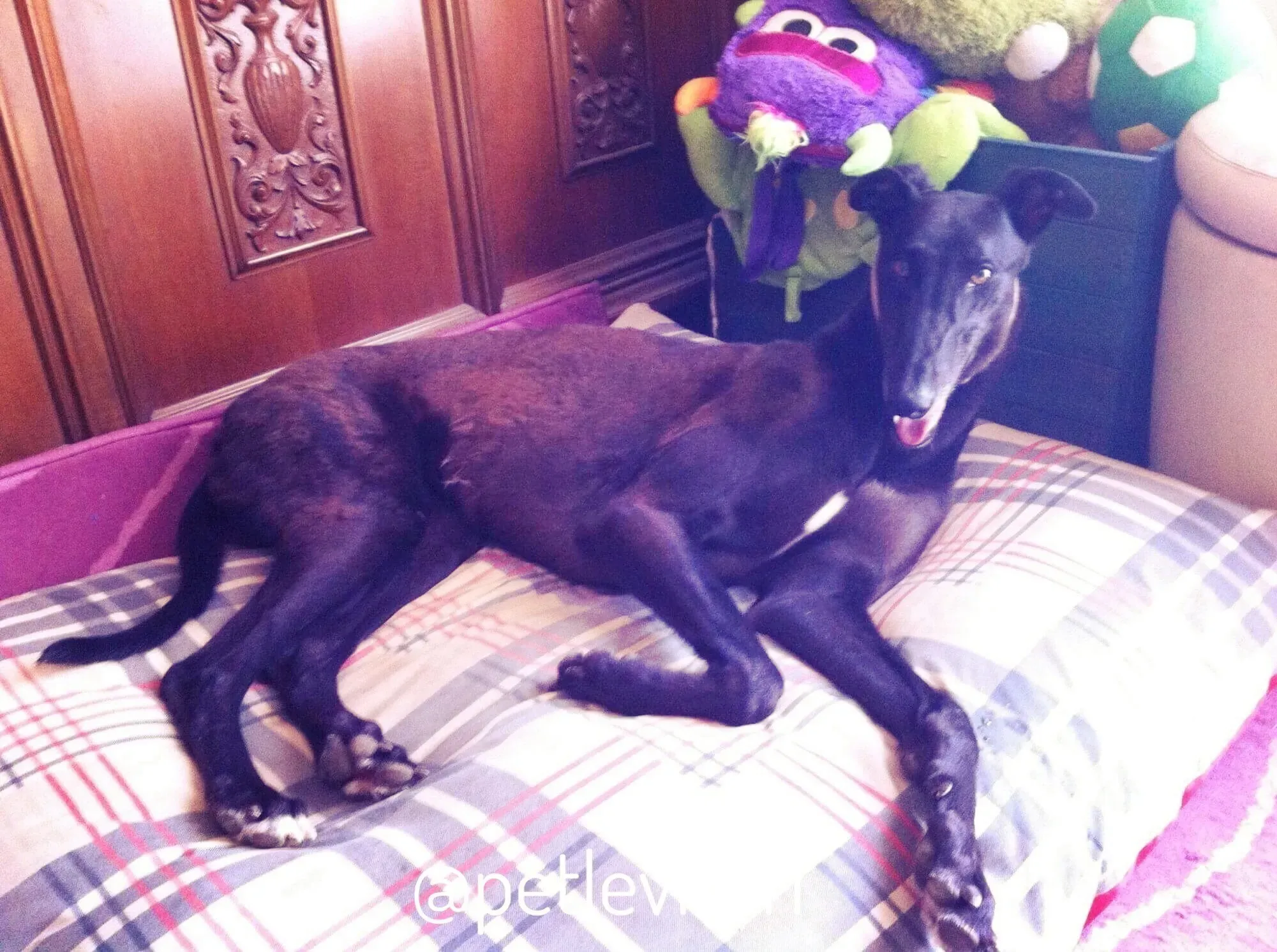 21  Rosie petlevrieri mercatodellacarne cina macao onlus