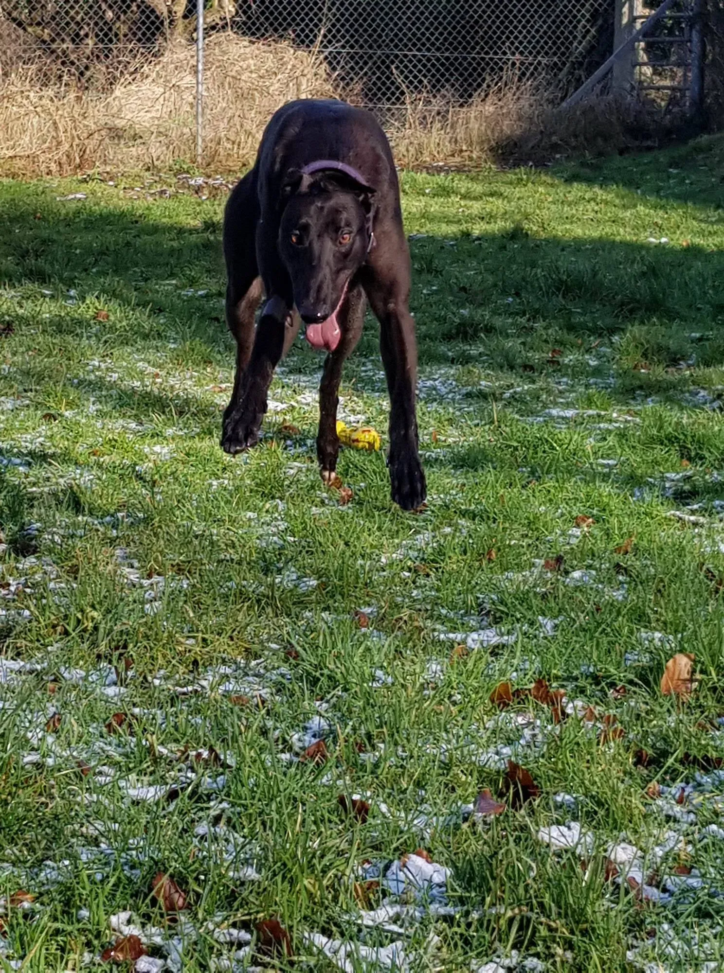 21 Doodle Greyhound rescue petlevrieri petlevrierionlus foster progettofoster