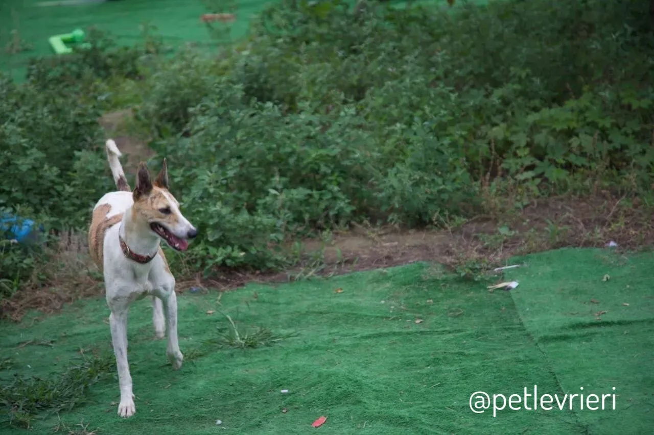 21 Sam whippet petlevrieri petlevrierionlus salvatomercatodellacarne cina maco.JPG