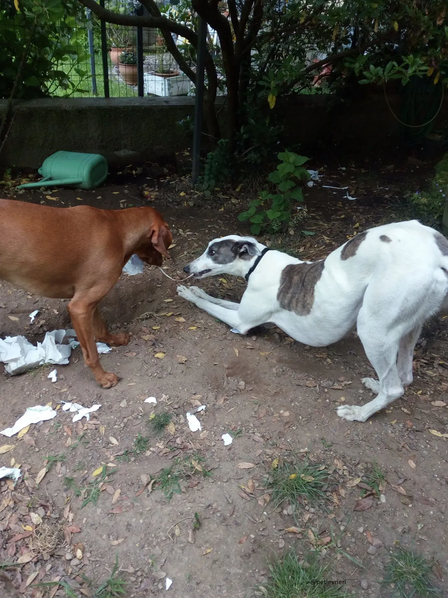 21 Spark Greyhound rescue petlevrieri petlevrierionlus foster progettofoster