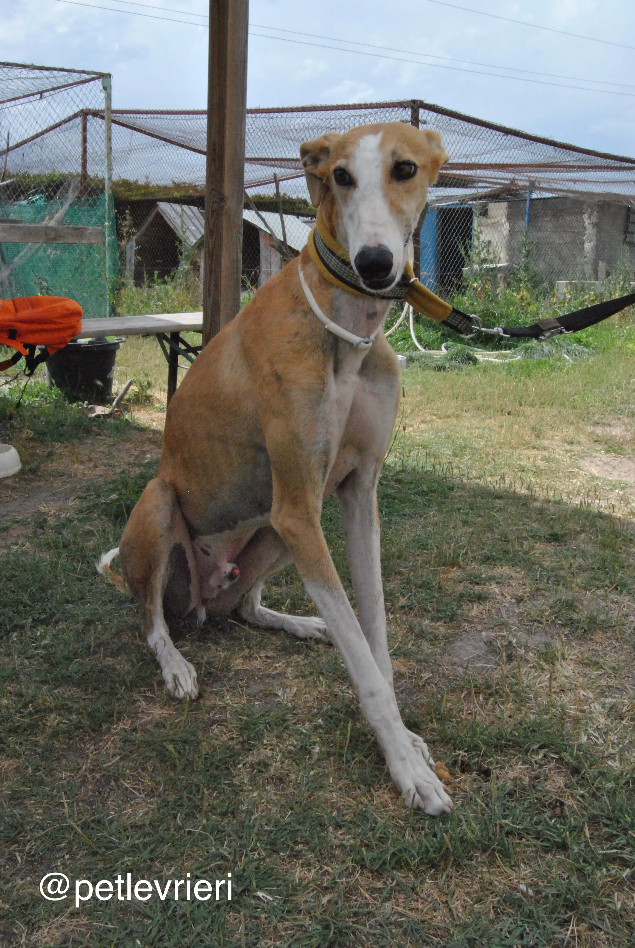 21 bisky adozione levrieri galgo