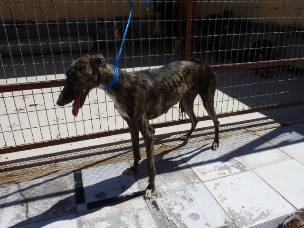 21 luina adozione levrieri galgo