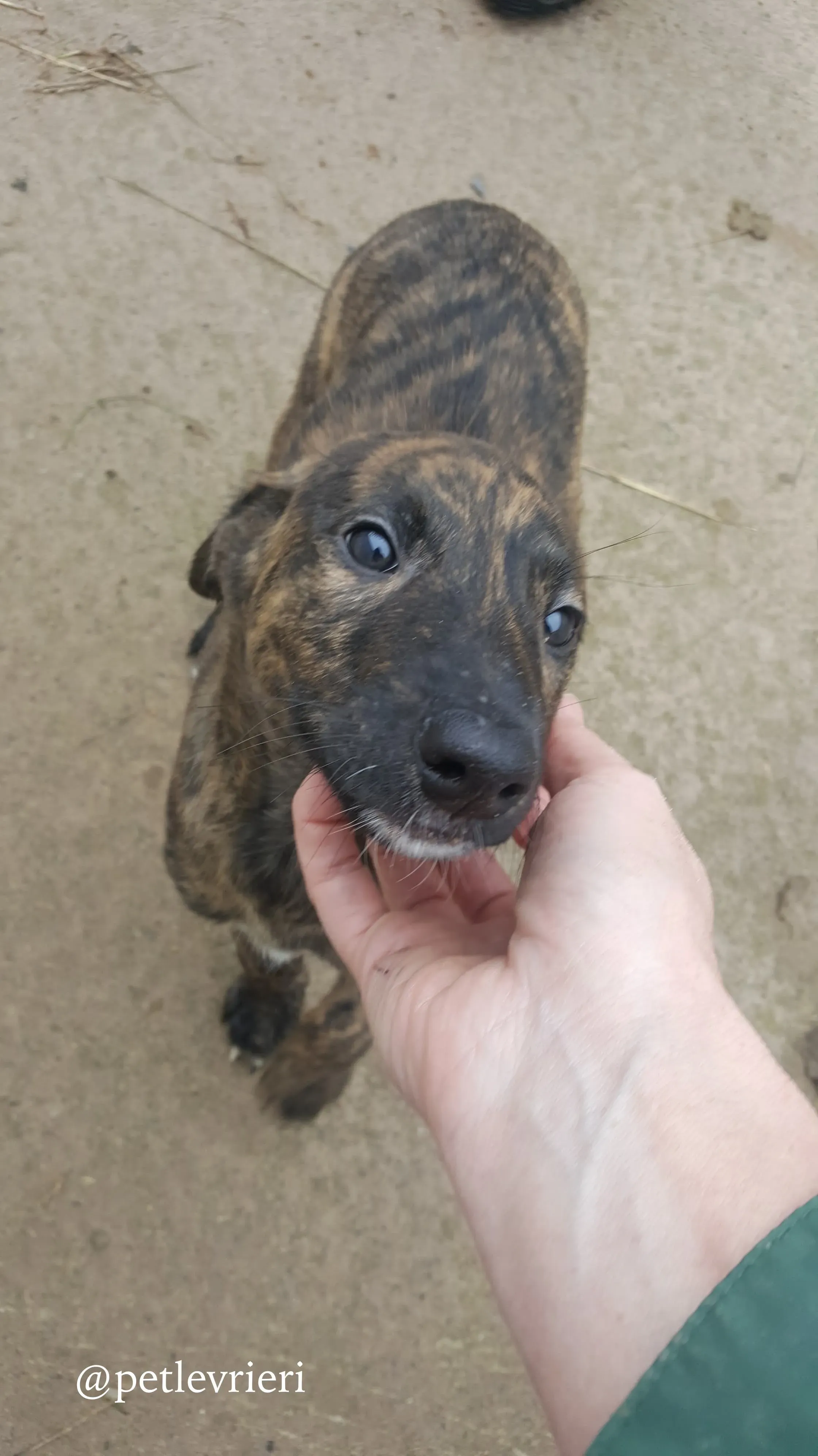 21 puppy adozione greyhound