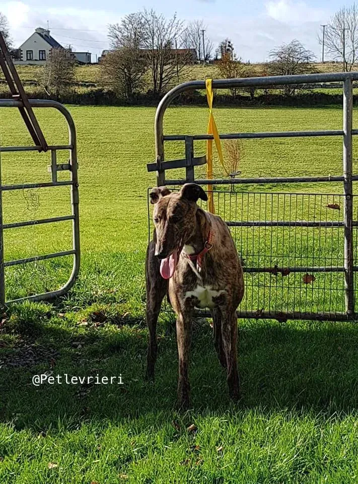 21 rodney adozione levrieri grey