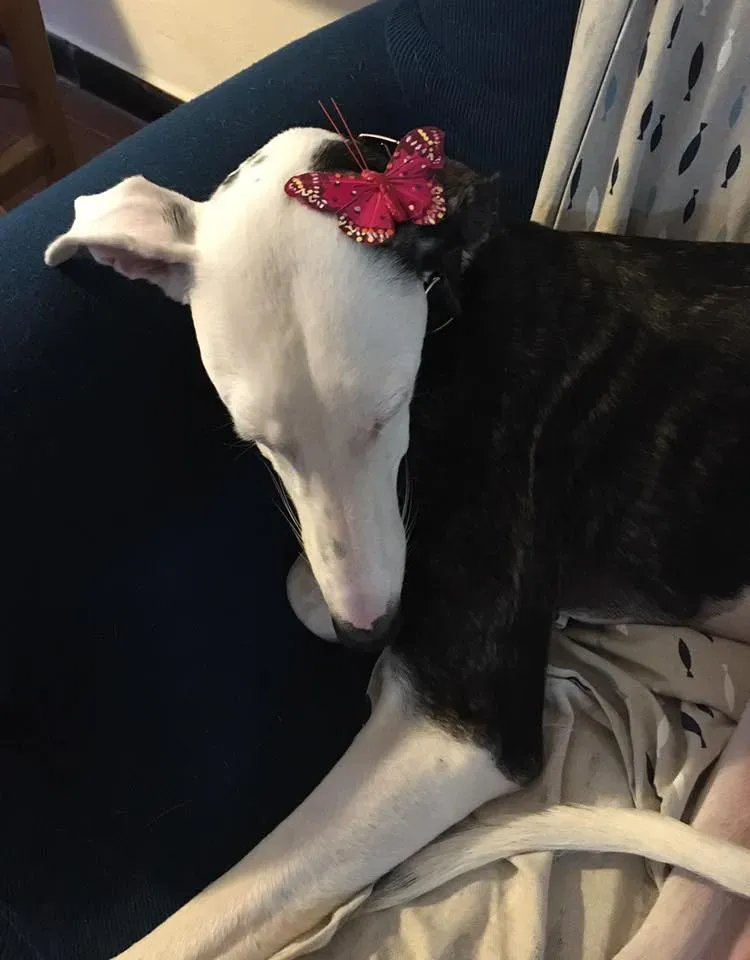 22090015 10210979635706726 6313849045297767909 n