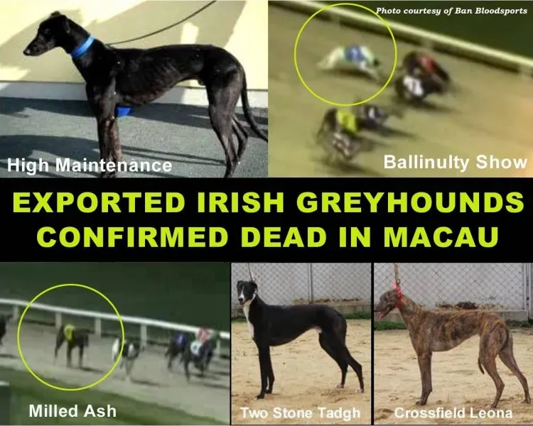 22137003 1448161005299453 3080762909577489192 o