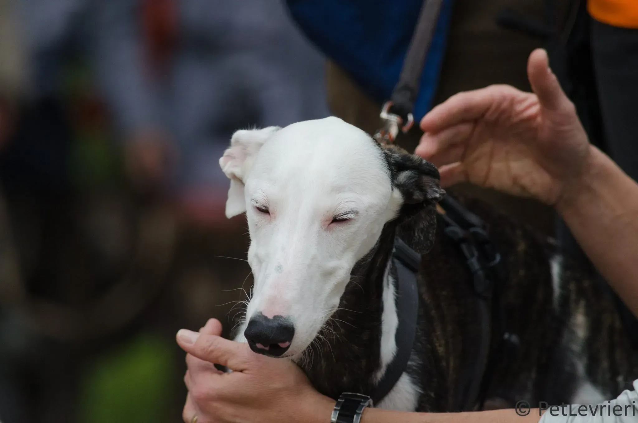 22180040 1503673639716486 1312948335738030255 o