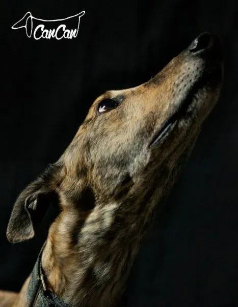 22203 1590907017834000 1887987028176309817 n