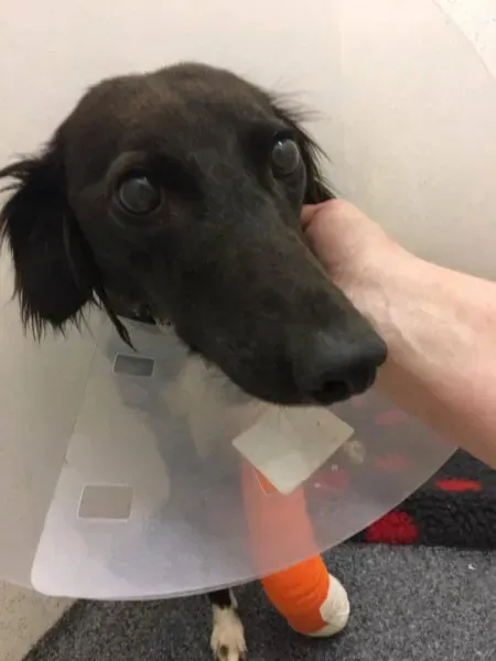 22405420 1505055292907142 8747994701480197713 n