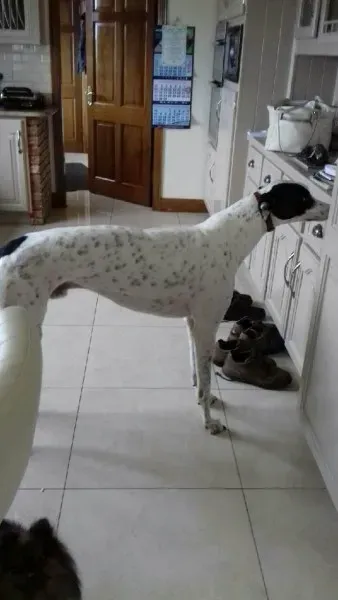 22532092 1451997931550797 1660076936 o