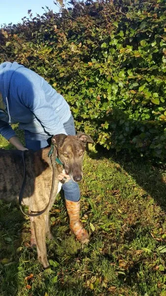 22556246 1453557778061479 1281125828 o